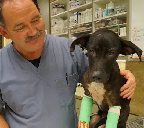 Veterinarian with patient (dog) in casts Veterinarian with patient (dog) in casts