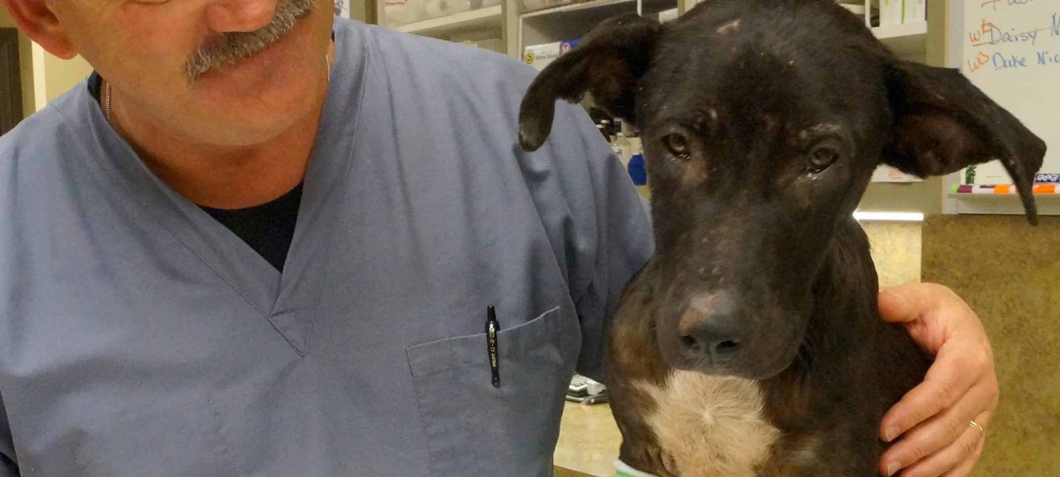 Veterinarian with patient (dog) in casts Veterinarian with patient (dog) in casts