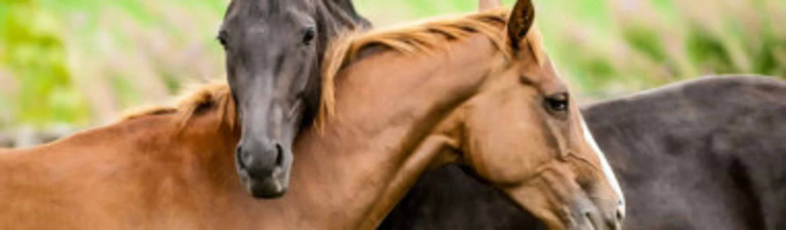 Two Horses embracing in a grassy field Two Horses embracing in a grassy field
