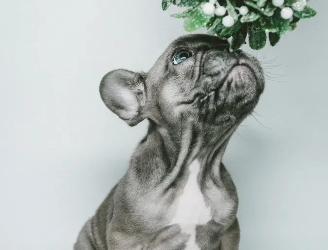 Grey puppy smelling a mistletoe above their head. 