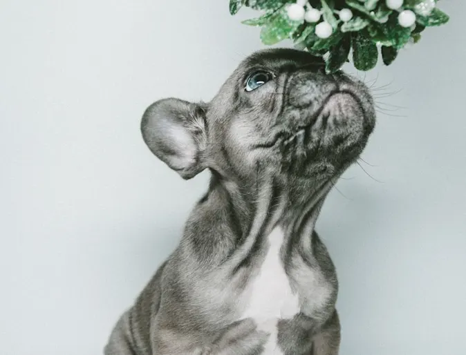 Grey puppy smelling a mistletoe above their head. 