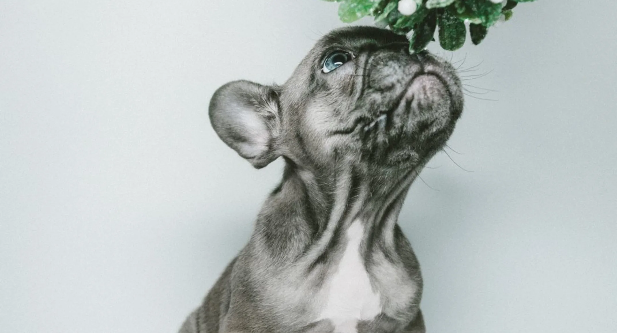 Grey puppy smelling a mistletoe above their head. Grey puppy smelling a mistletoe above their head.