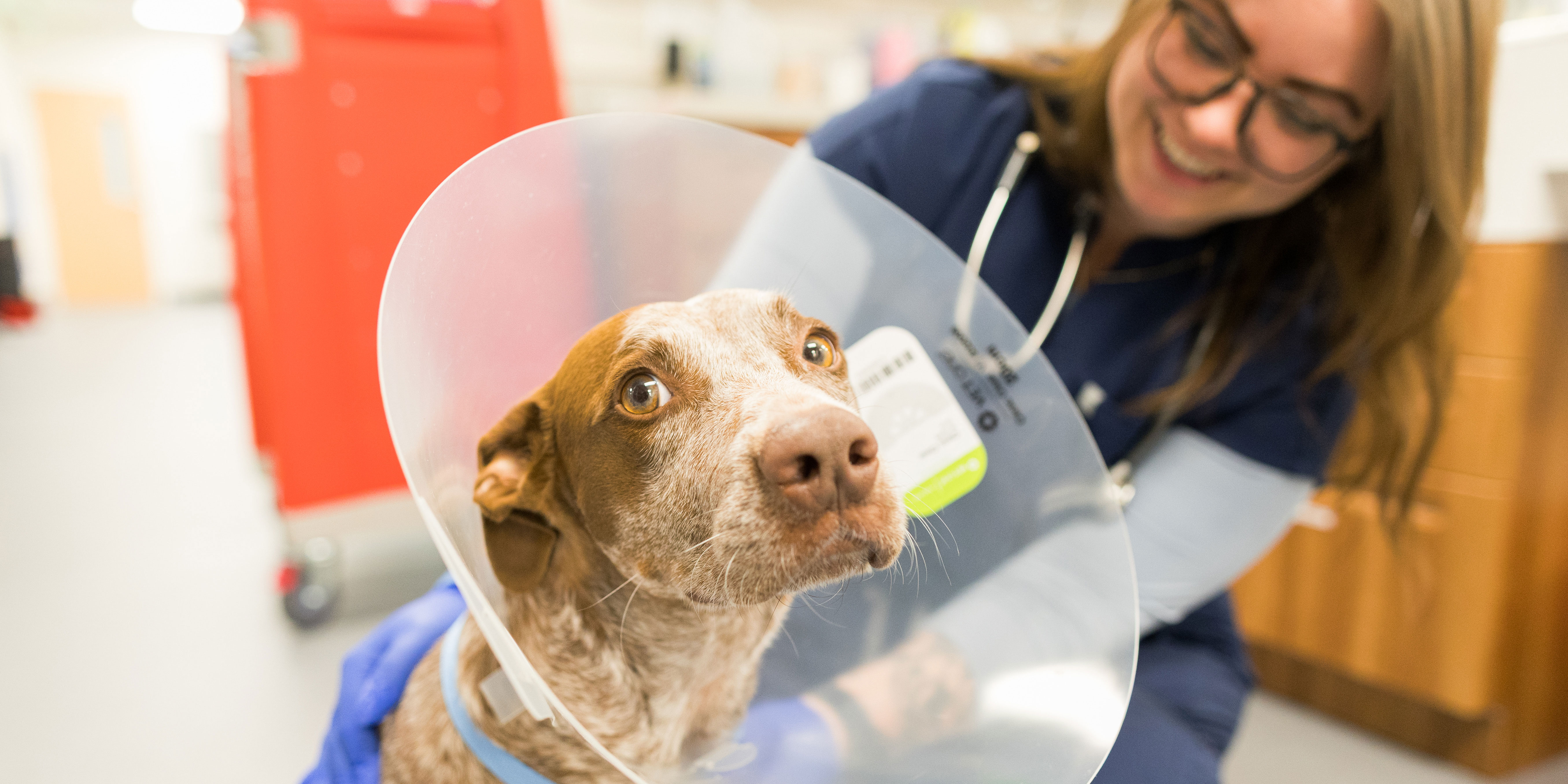 Labrador looking over owner's shoulder 