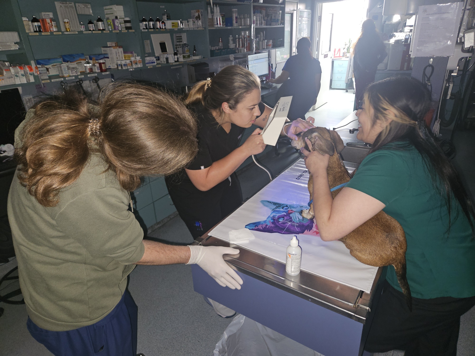 Doctors doing an eye exam on a dog