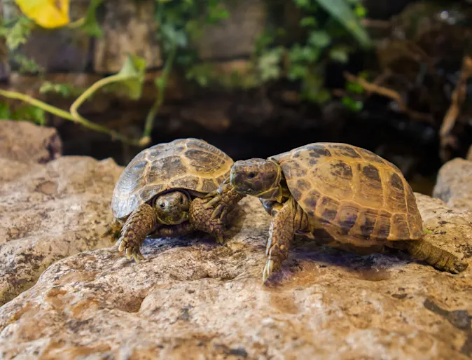 Two tortoise sitting on a rock Two tortoise sitting on a rock
