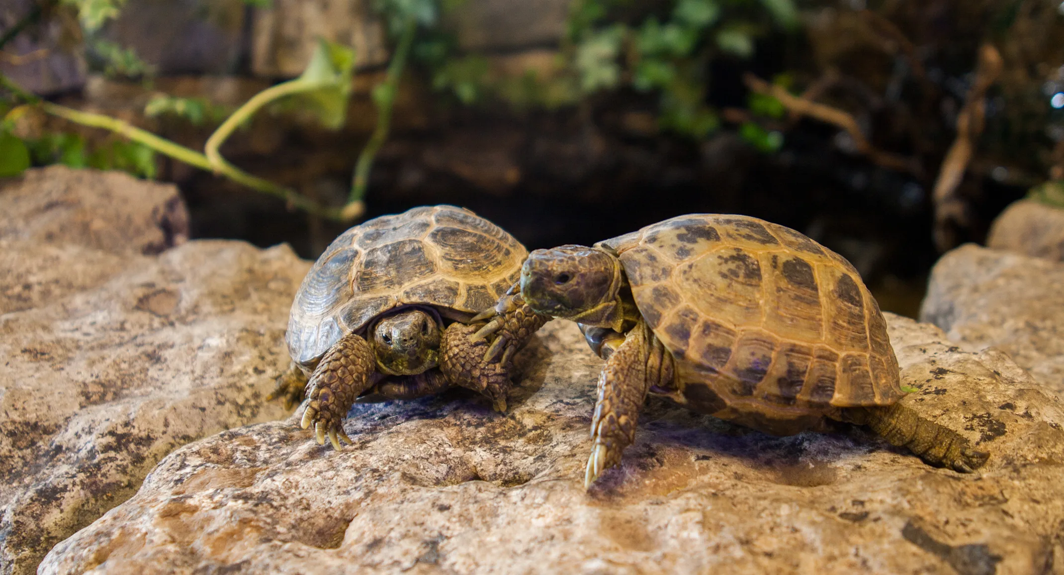 Two tortoise sitting on a rock Two tortoise sitting on a rock