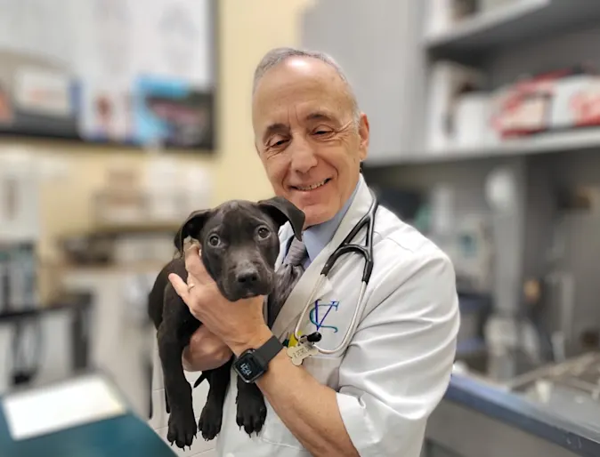 Valley Cottage Animal Hospital saves abandoned, gunshot-wounded dog and her puppies Valley Cottage Animal Hospital saves abandoned, gunshot-wounded dog and her puppies