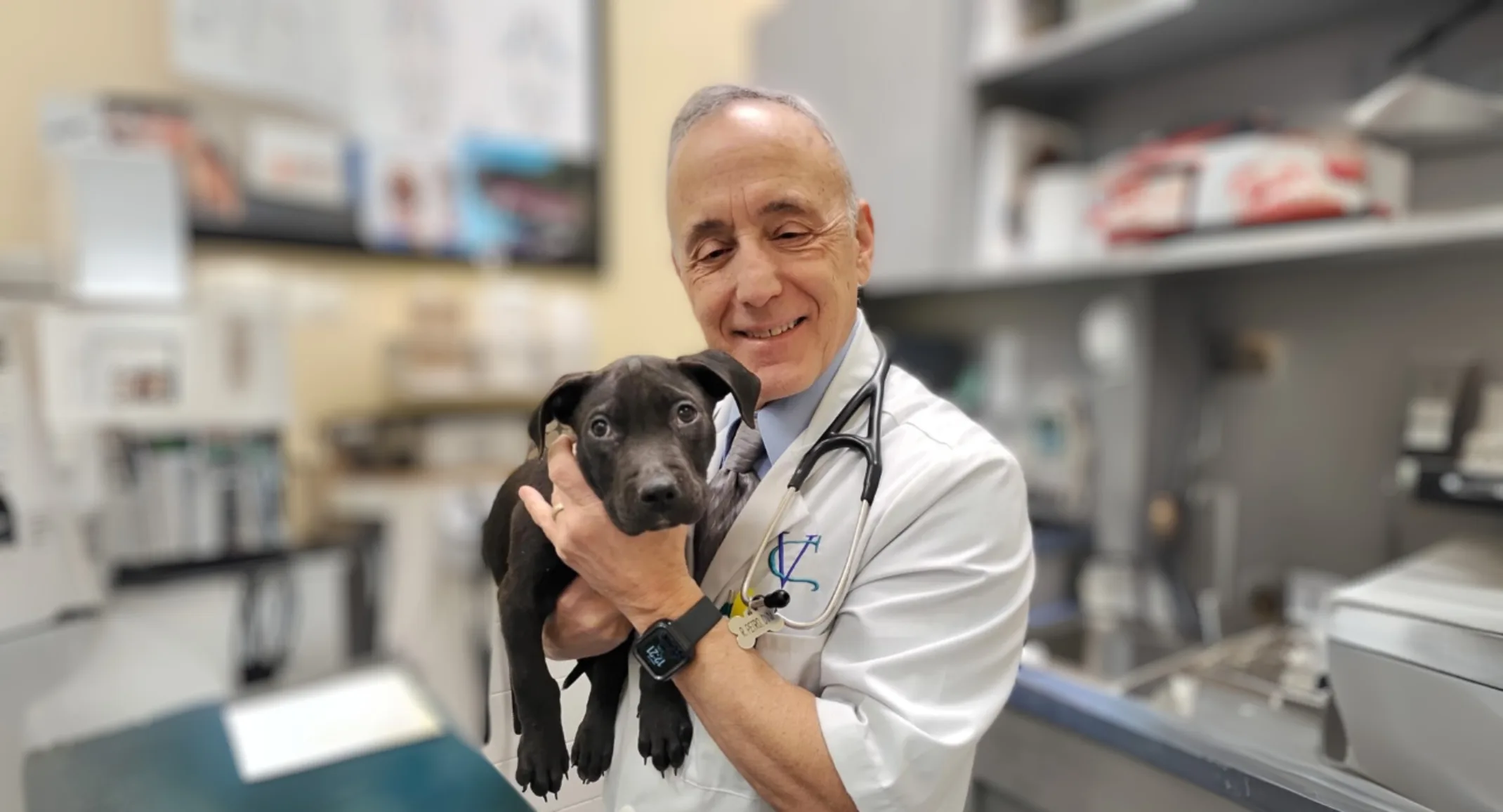 Valley Cottage Animal Hospital saves abandoned, gunshot-wounded dog and her puppies Valley Cottage Animal Hospital saves abandoned, gunshot-wounded dog and her puppies