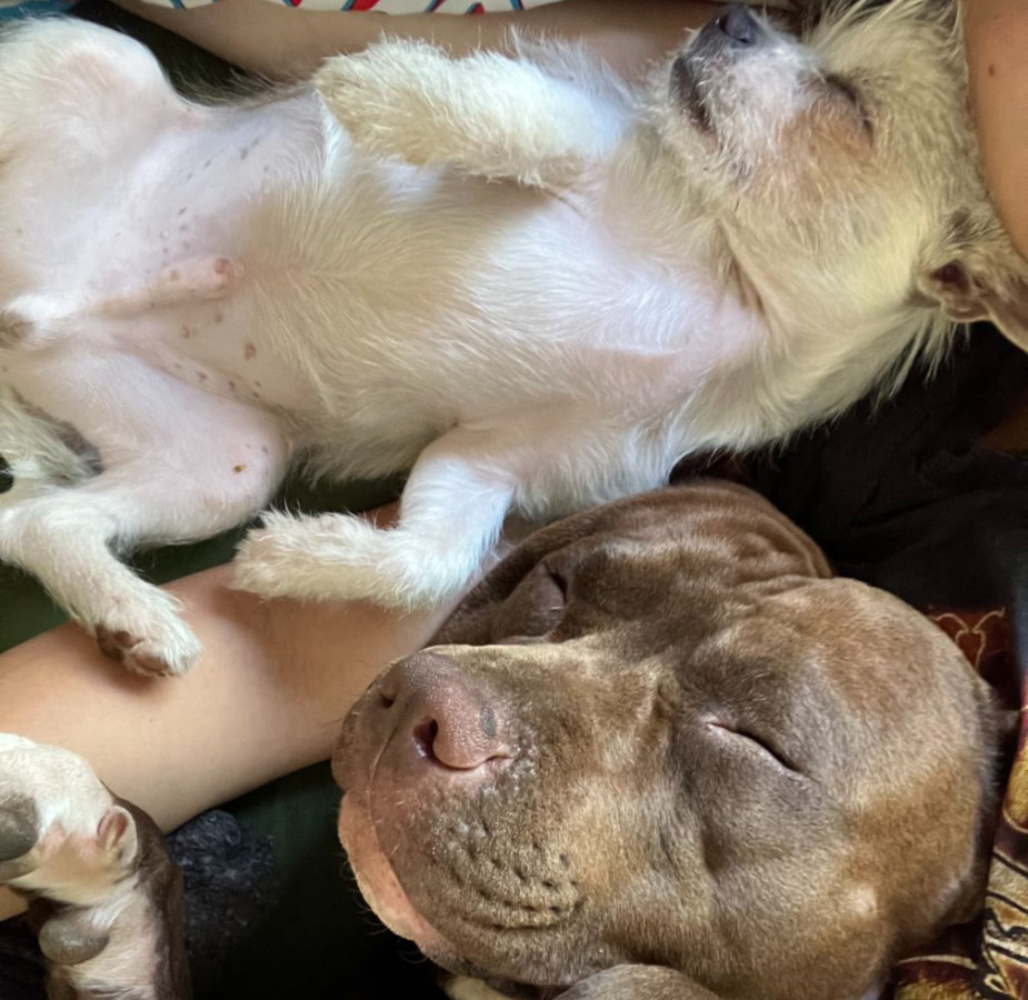 Gray Pitbull and white scruffy dog cuddles