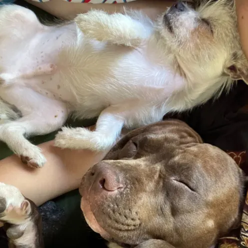 Gray Pitbull and white scruffy dog cuddles