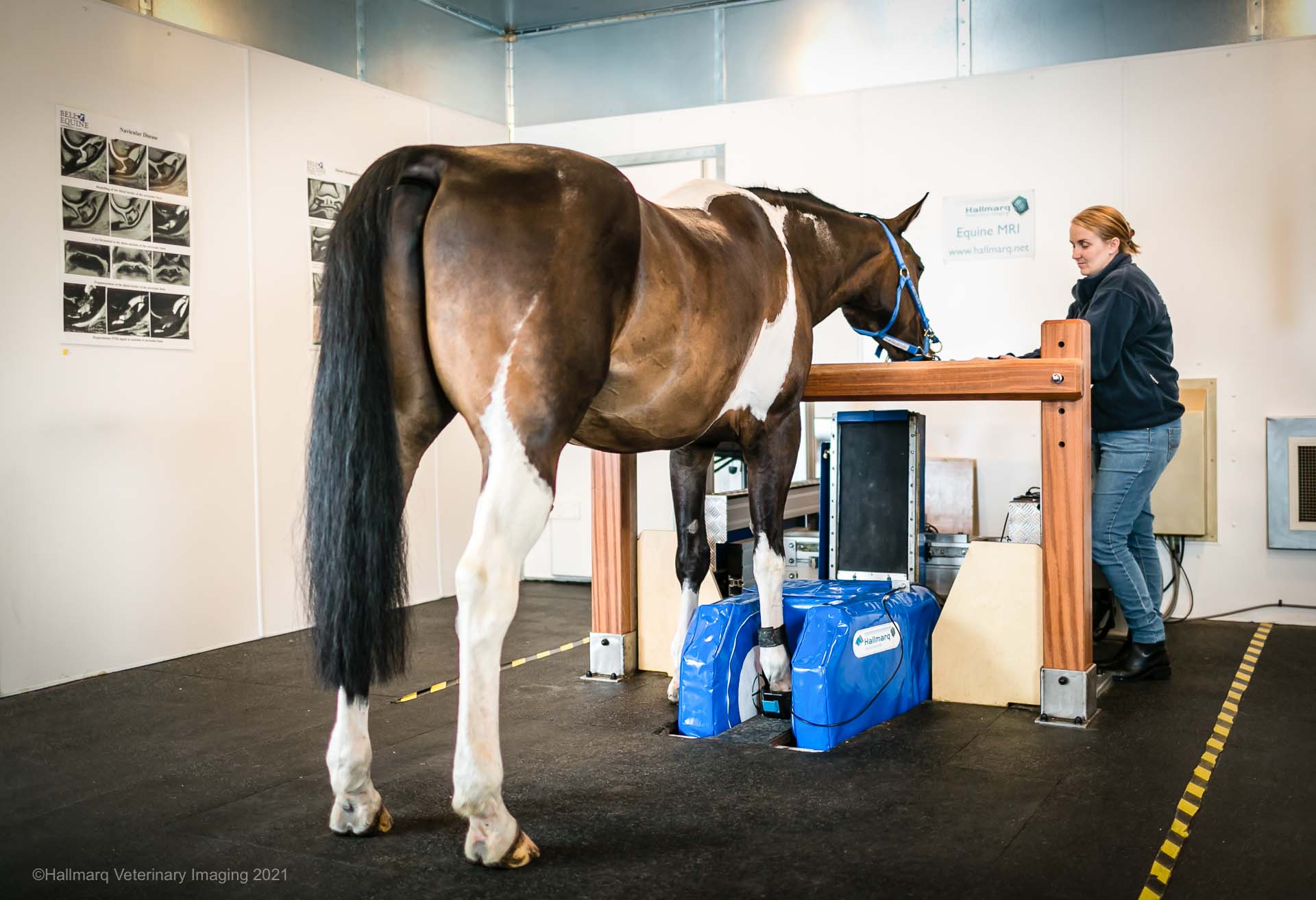 Equine MRI 6