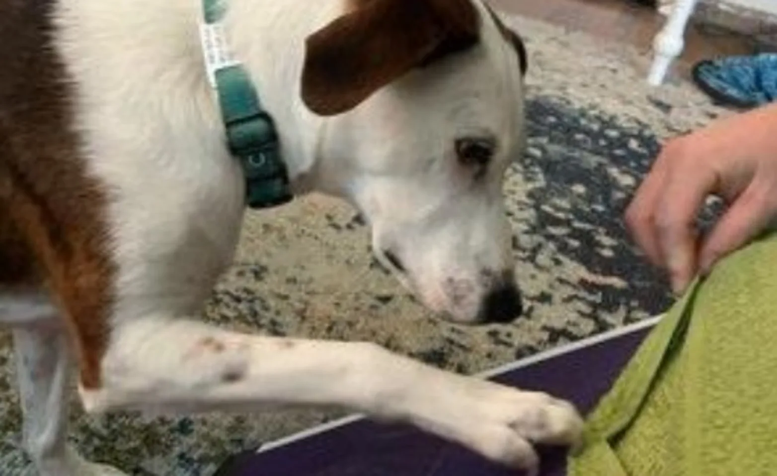 Dog using a scratching pad. Dog using a scratching pad.
