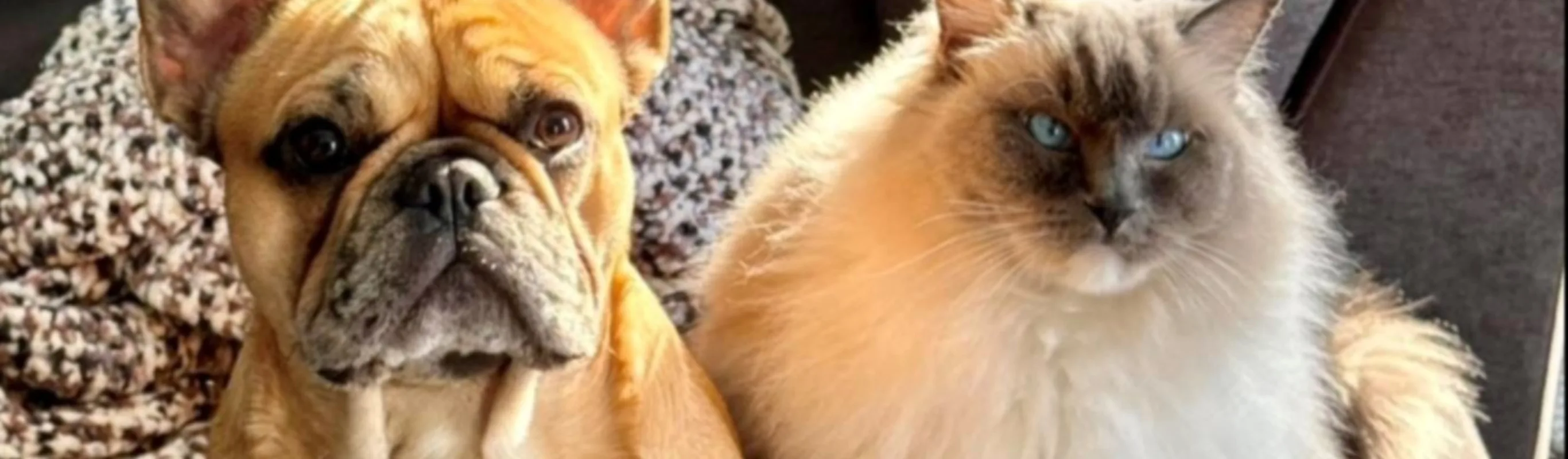 French bulldog and Himalayan Cat French bulldog and Himalayan Cat