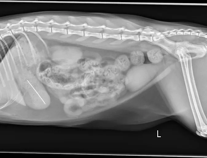 X-ray of a sewing needle in a kitten. X-ray of a sewing needle in a kitten.