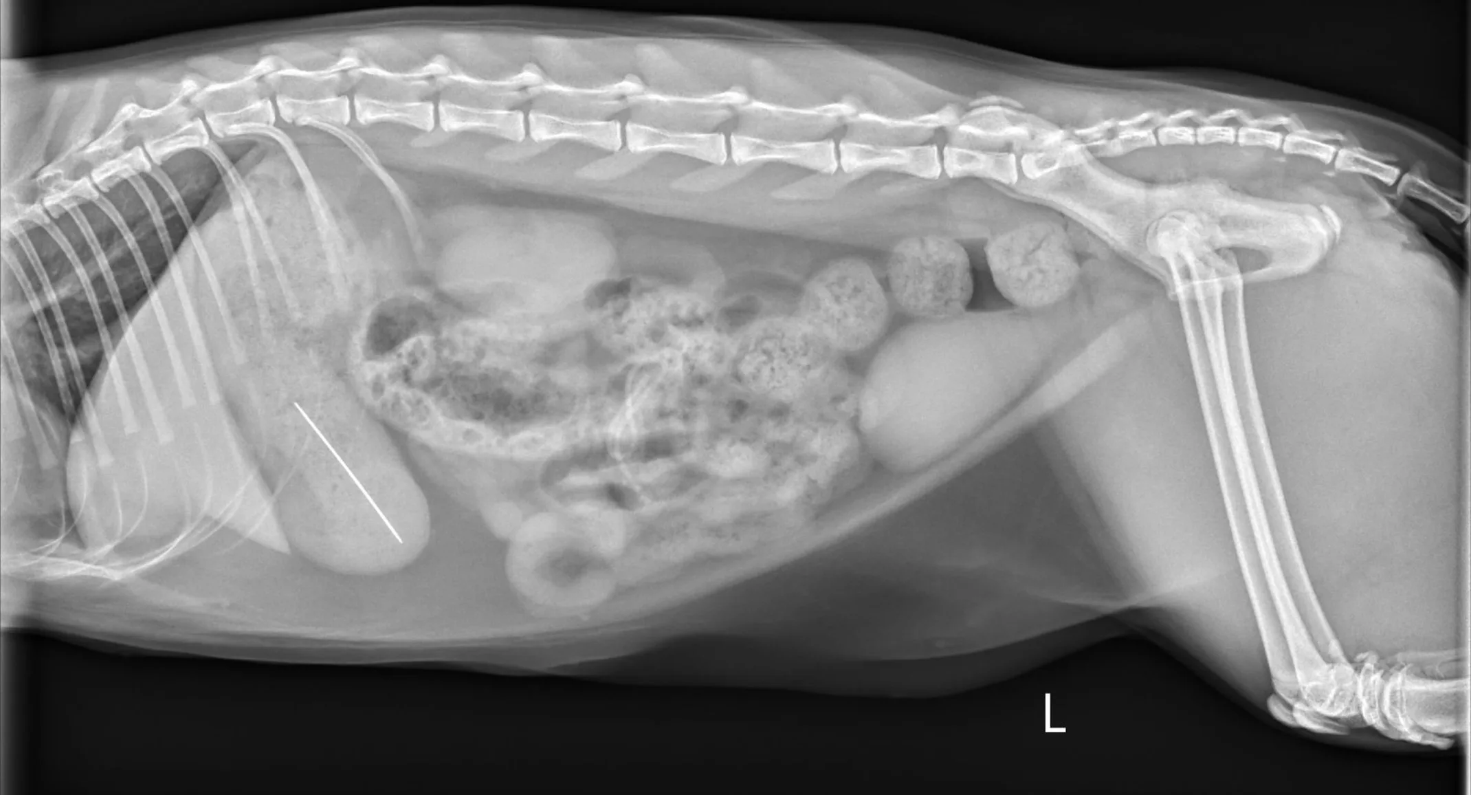 X-ray of a sewing needle in a kitten. X-ray of a sewing needle in a kitten.