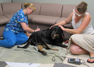 Poquoson Veterinary Hospital Laser Treatment.  A female nurse with blue scrubs on is doing laser treatment on an old black labrador retriever on the floor . The dog's human (female), is being comforted by her while the nurse is doing the procedure.