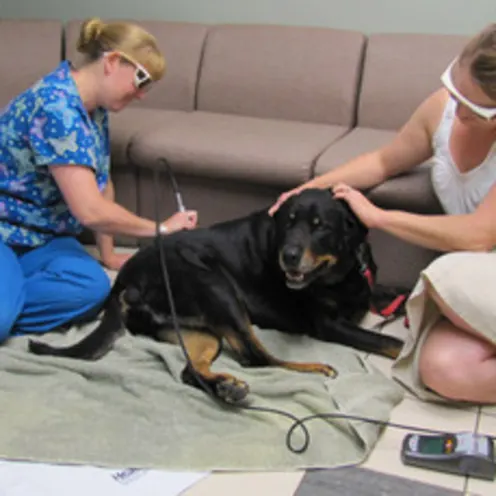 Poquoson Veterinary Hospital Laser Treatment.  A female nurse with blue scrubs on is doing laser treatment on an old black labrador retriever on the floor . The dog's human (female), is being comforted by her while the nurse is doing the procedure.