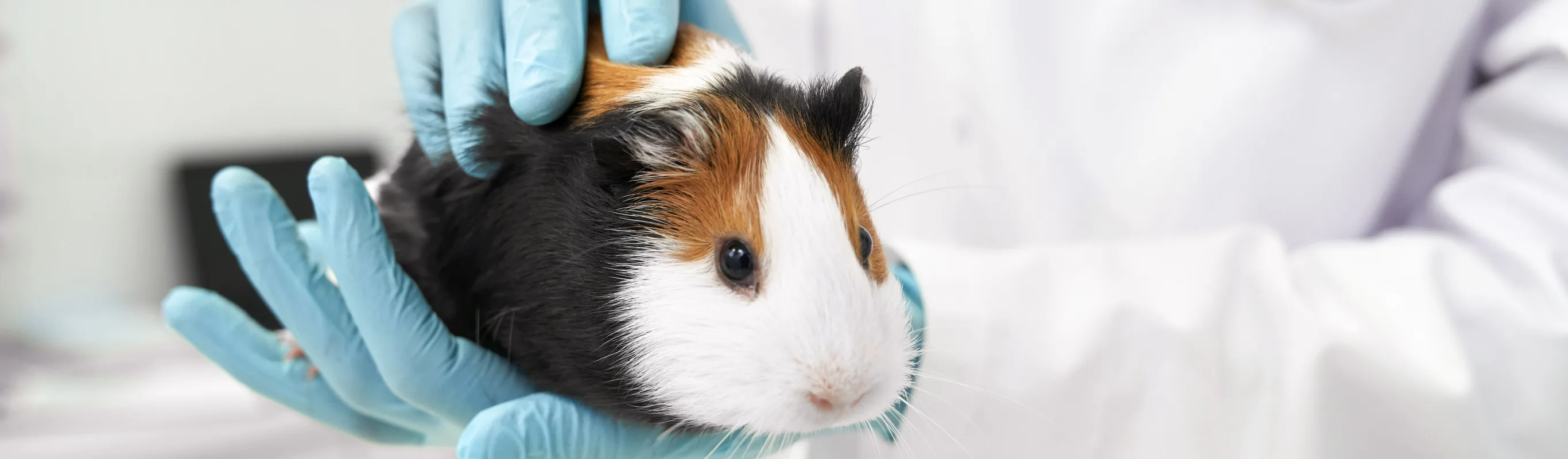 Veterinarian holding a guinea pig