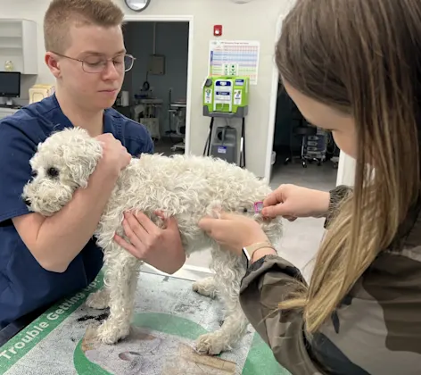 Vaccination Vaccination