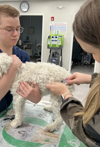 Vaccination Vaccination