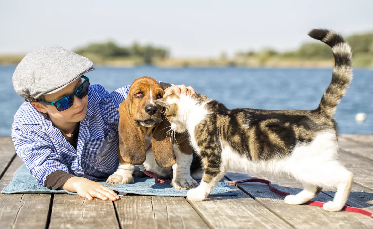 Cat and dog on a dock with a boy