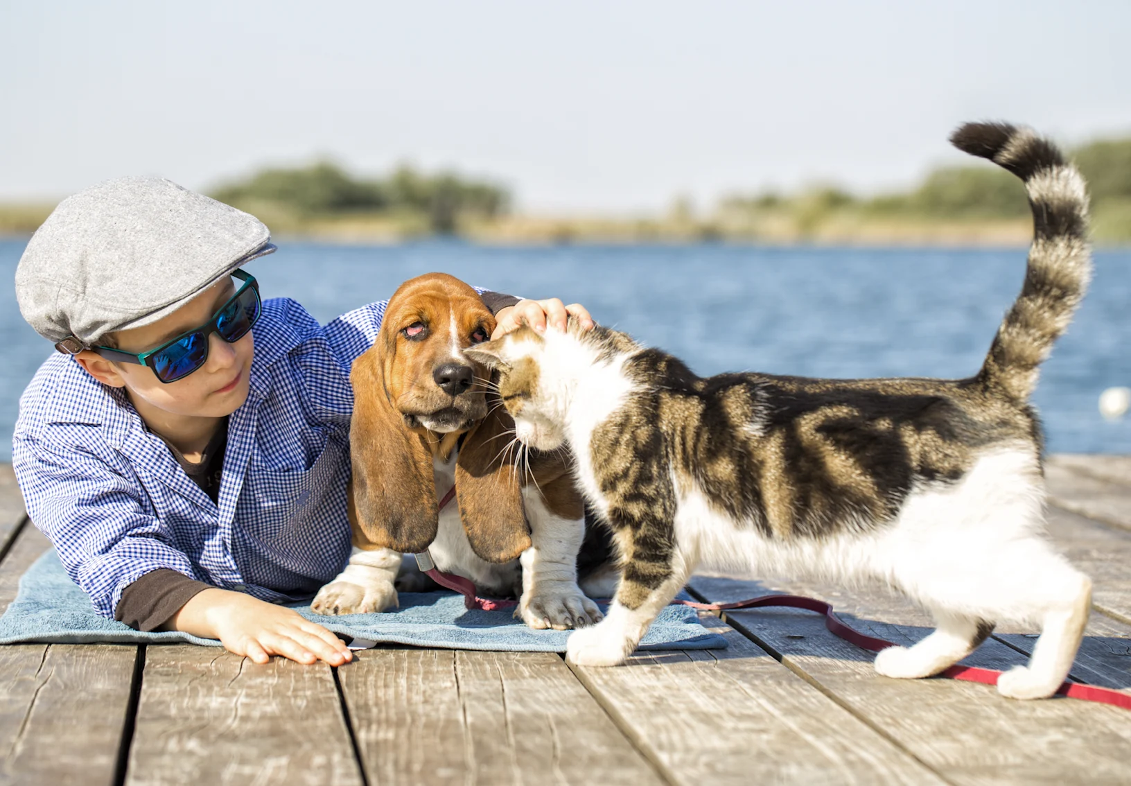 Cat and dog on a dock with a boy Cat and dog on a dock with a boy