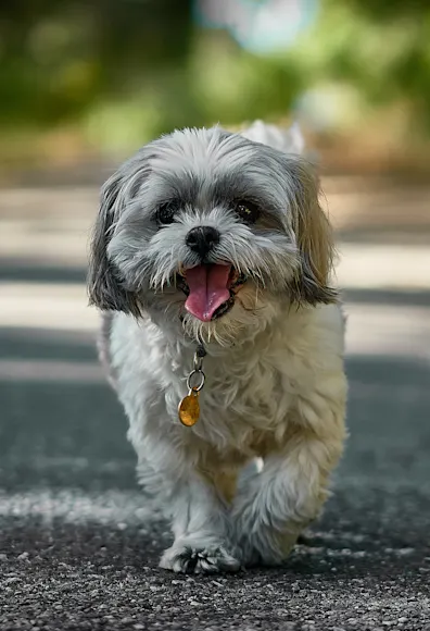 dog walking on street