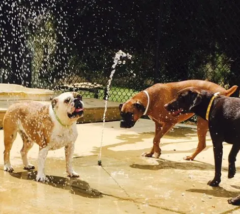 Three dogs playing outsid in water at their Splash Pad Area