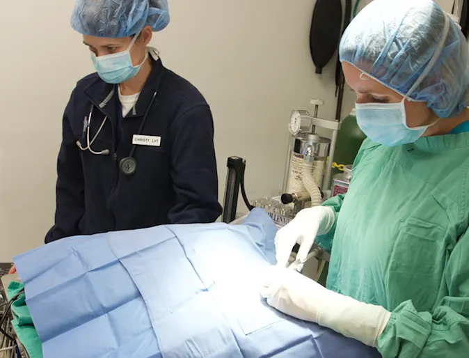 Veterinarians performing surgery on a patient at Strawbridge Animal Care