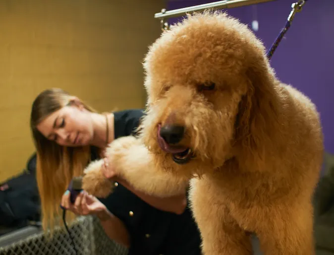 dog being groomed