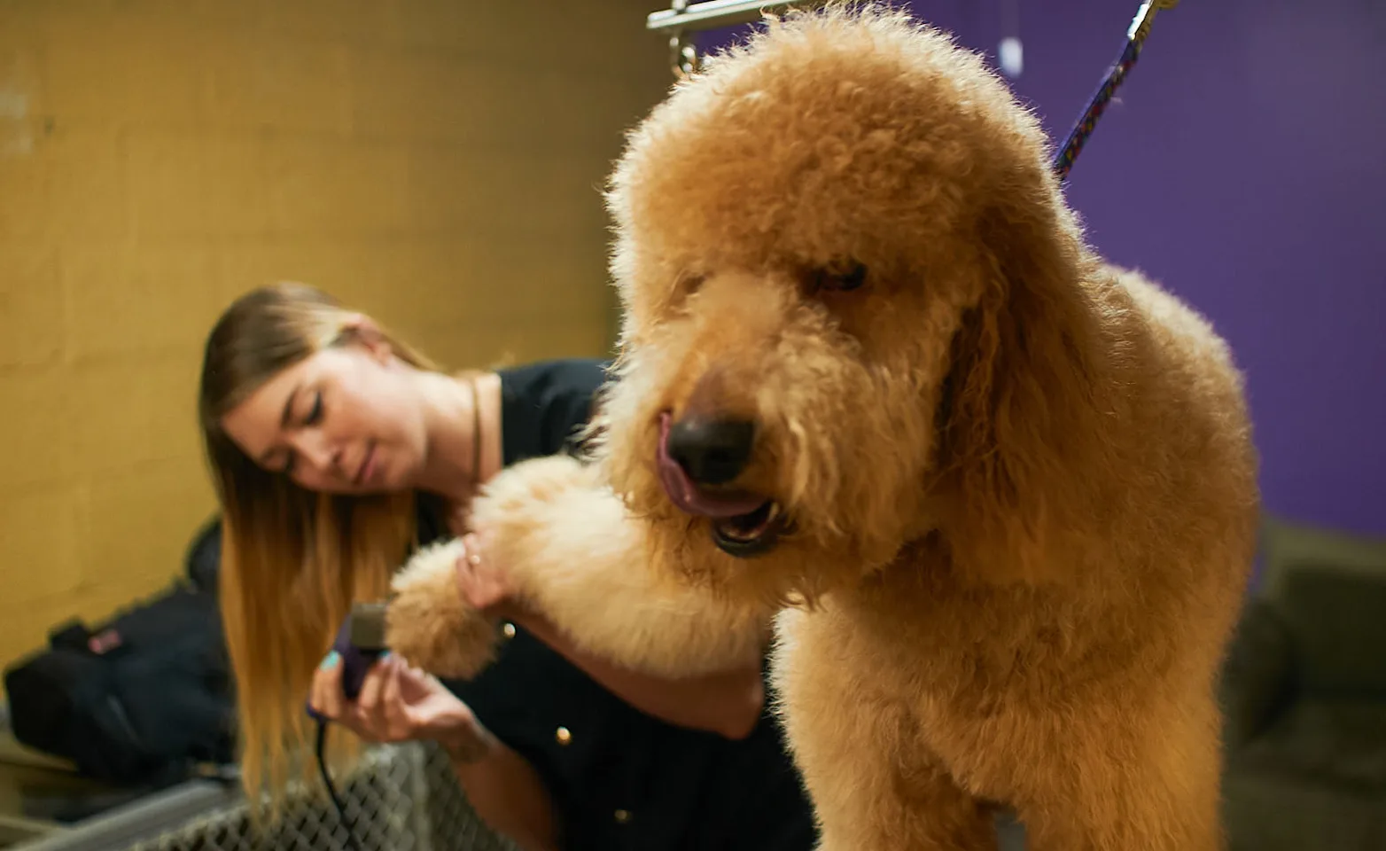 dog being groomed