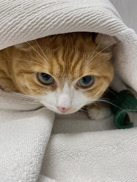 Cat wrapped in towel