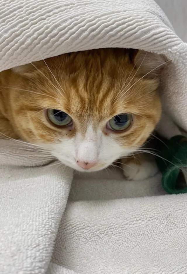 Cat wrapped in towel Cat wrapped in towel