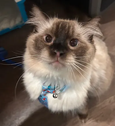 Sully Villamor (Cat) Sully Villamor (Cat)