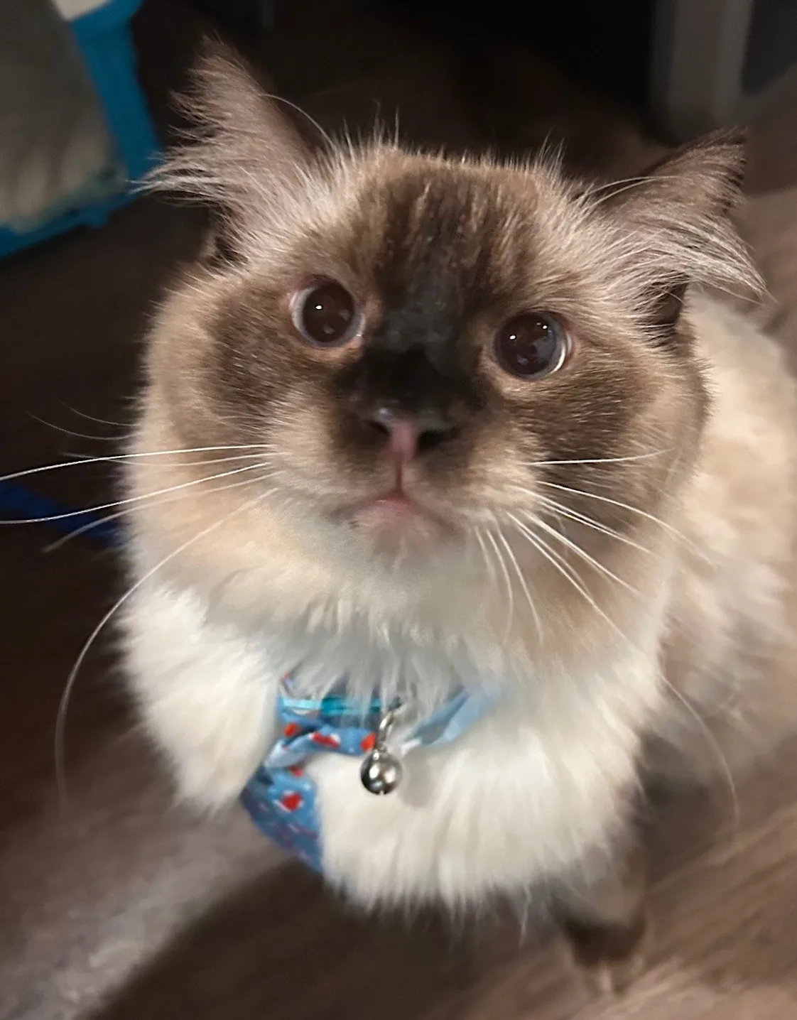Sully Villamor (Cat) Sully Villamor (Cat)