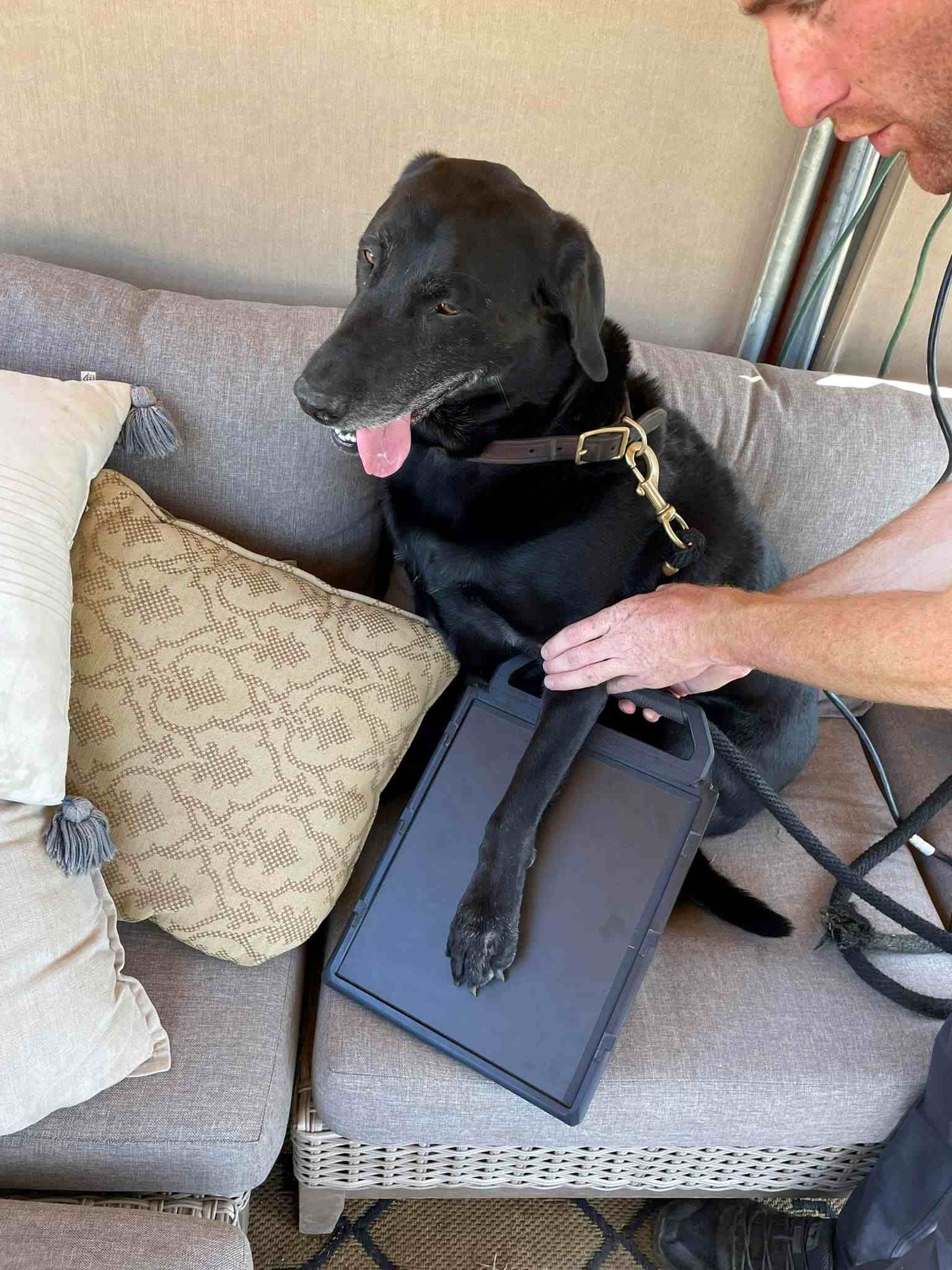 A Black Dog Making a Paw Print