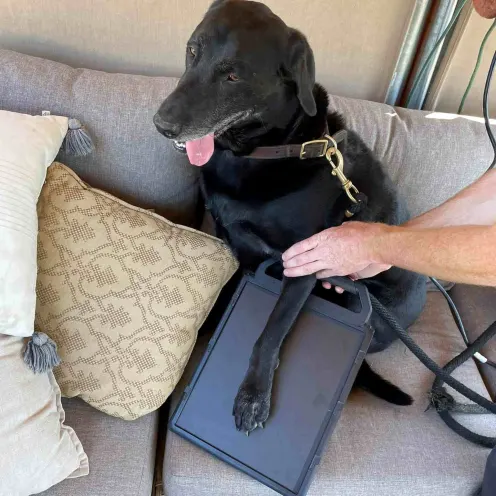 A Black Dog Making a Paw Print