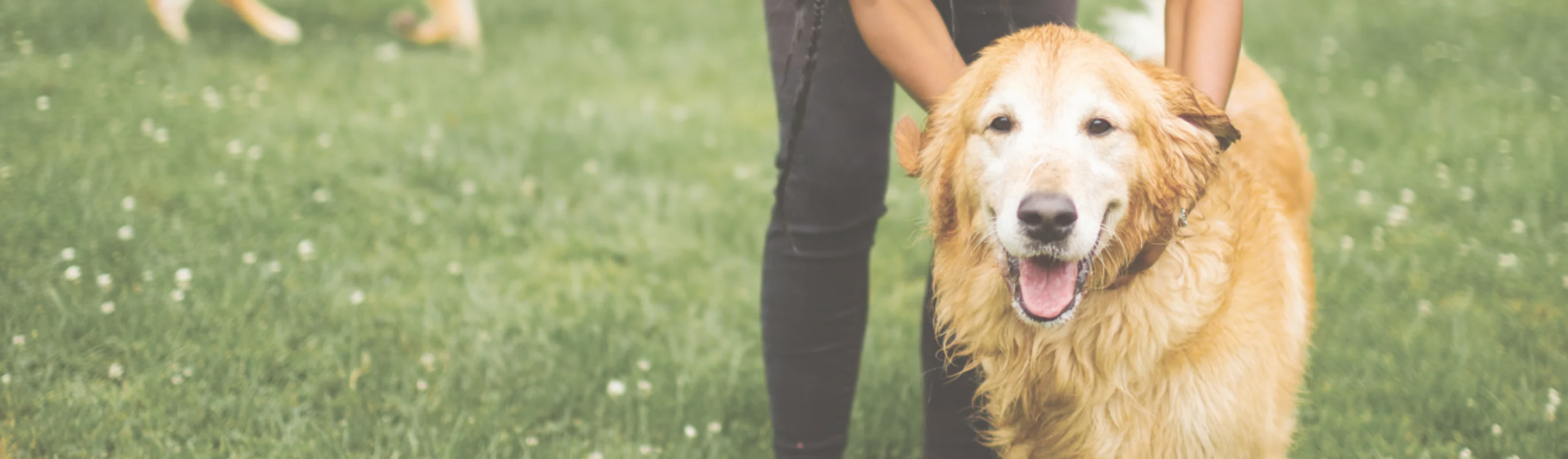Staff member petting dog Staff member petting dog