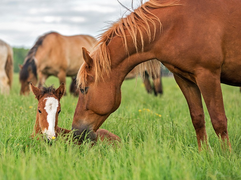 Horse and foal in grass