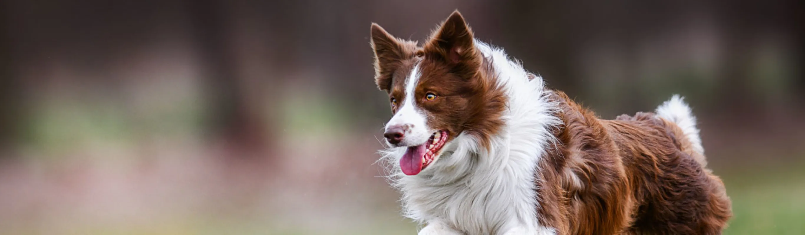 Dog running in rural setting Dog running in rural setting