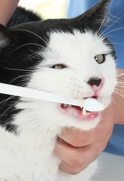 Black & White cat toothbrush teeth cleaning