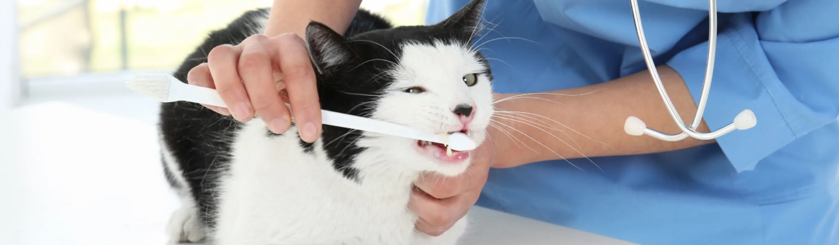 Black & White cat toothbrush teeth cleaning