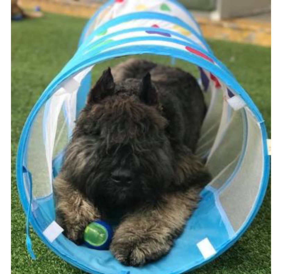Dog laying in play tunnel