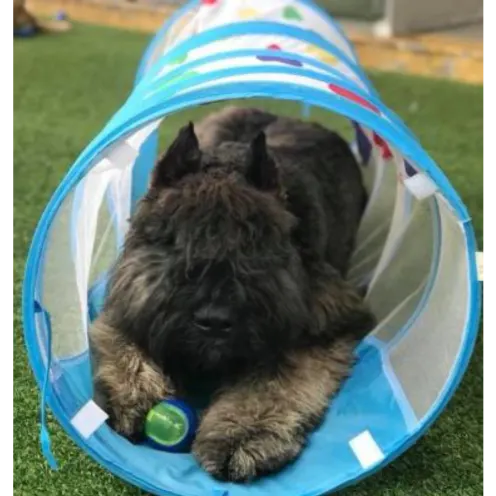 Dog laying in play tunnel