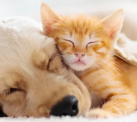 Dog and cat sleeping on bed Dog and cat sleeping on bed