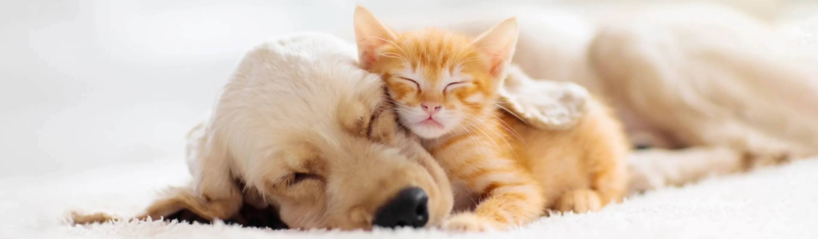Dog and cat sleeping on bed Dog and cat sleeping on bed