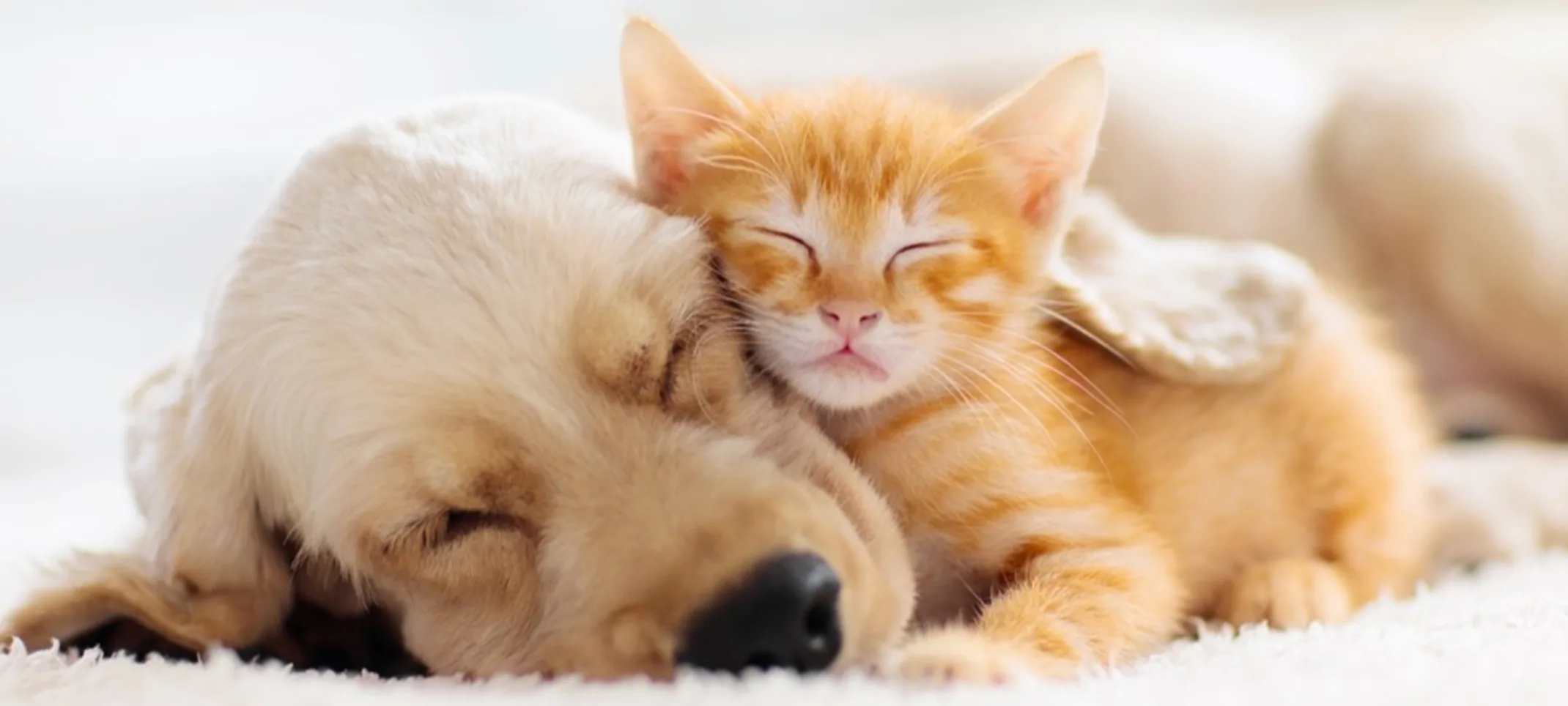 Dog and cat sleeping on bed Dog and cat sleeping on bed