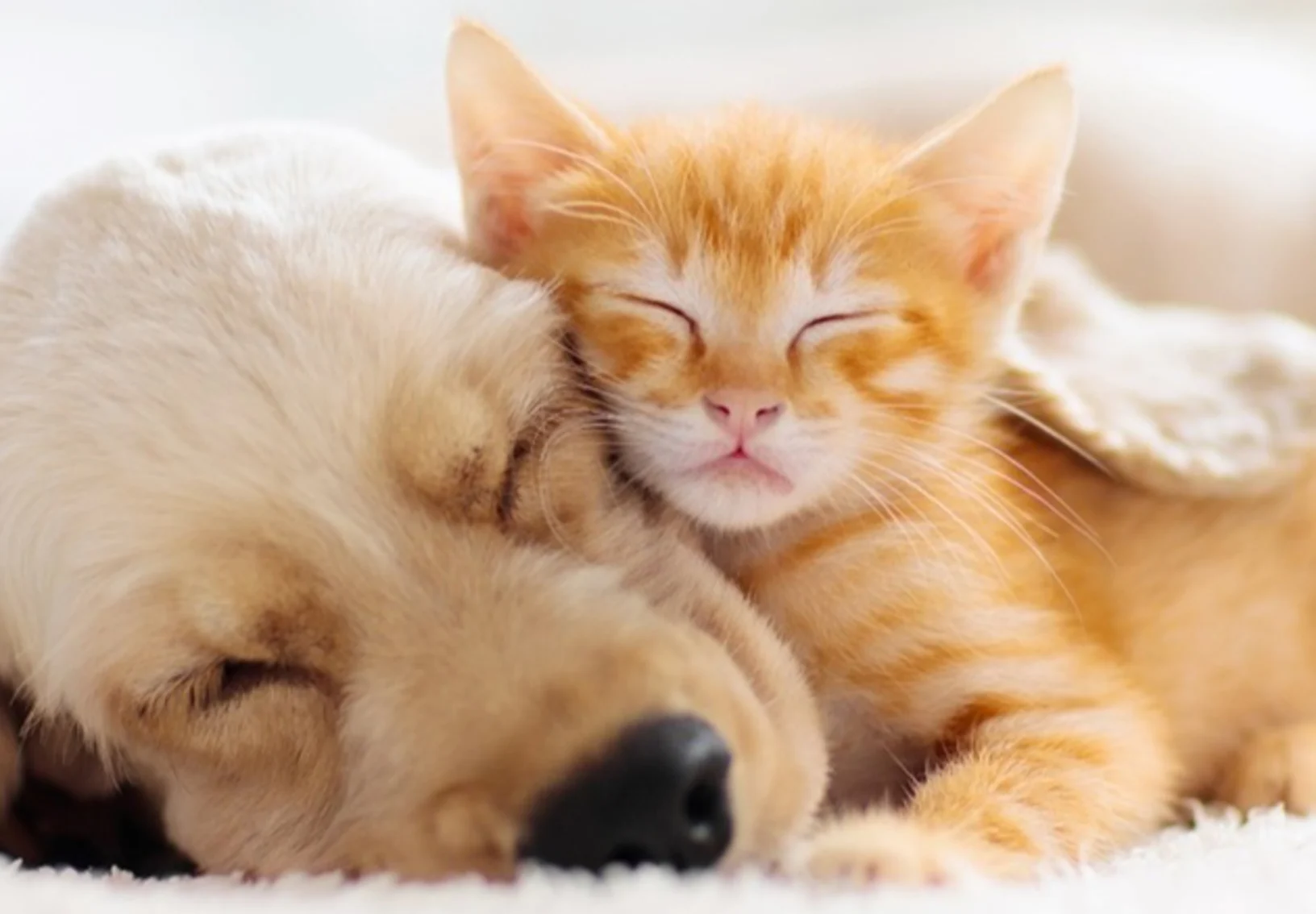 Dog and cat sleeping on bed  Dog and cat sleeping on bed
