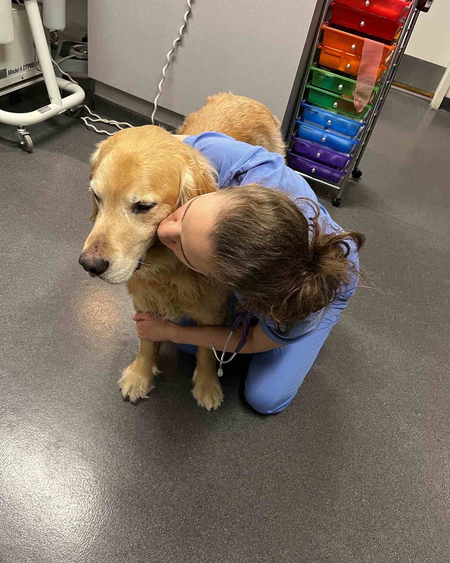 Staff kissing golden retriever's face.
