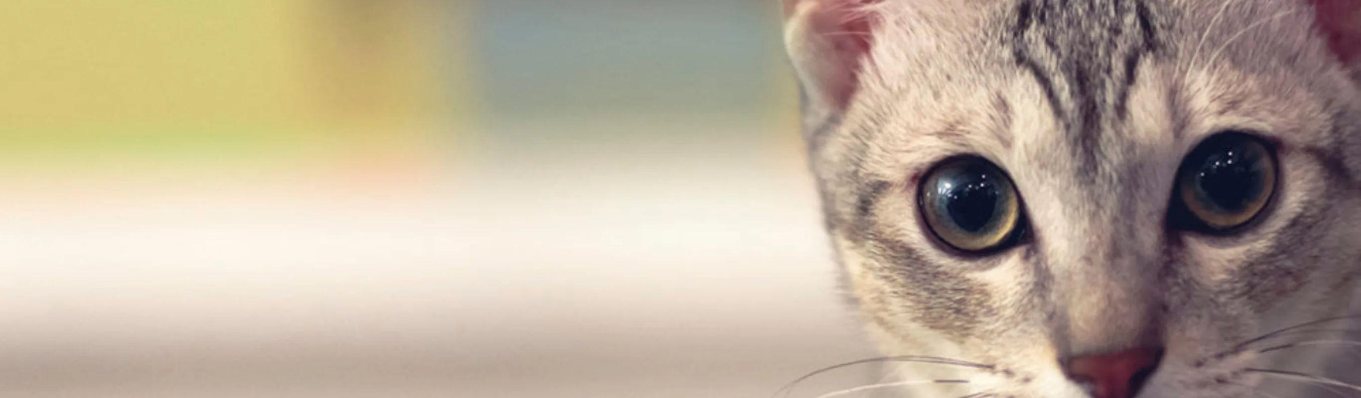 Cat Cat